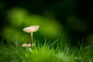 selective focus photography of fully bloom mushroom surrounded by green grass