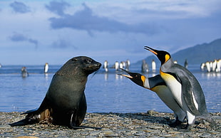 two emperor penguins and black sea lion, seals, penguins, animals, birds HD wallpaper
