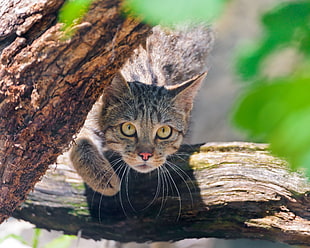 silver tabby cat under brown tree trunk HD wallpaper
