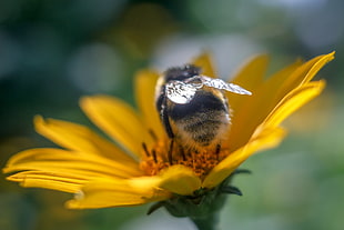 bee sucking flower necktar HD wallpaper