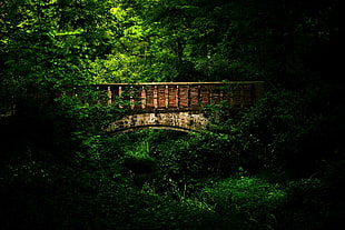 photo of wooden bridge on forest HD wallpaper