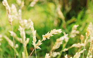 wheat plants, nature, plants, closeup, grass HD wallpaper