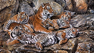 wildlife photo of tiger on rock HD wallpaper