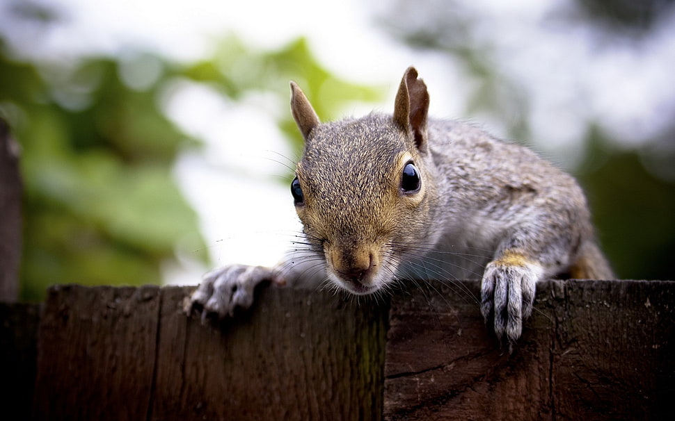 gray squirrel, animals, squirrel HD wallpaper