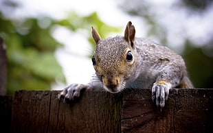 gray squirrel, animals, squirrel