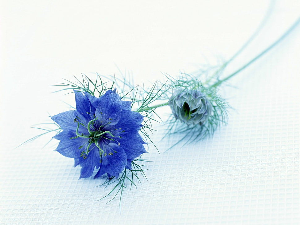 blue petaled flower in closeup photo HD wallpaper