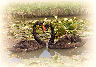 Swans,  Lake,  Water lilies,  Pair HD wallpaper
