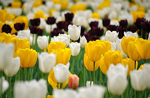 yellow white and red tulips garden HD wallpaper