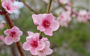 selective focus photography of pink Cherry Blossoms HD wallpaper