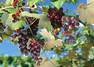 grapes photography HD wallpaper