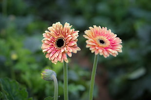 selective focus photography of two pink-and-yellow petaled flowers