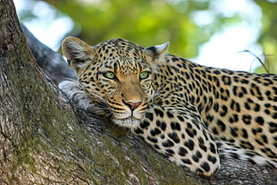 photo of jaguar on tree HD wallpaper
