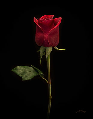 red rose flower, photography, rose, flowers