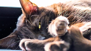 black cat, cat, animals HD wallpaper