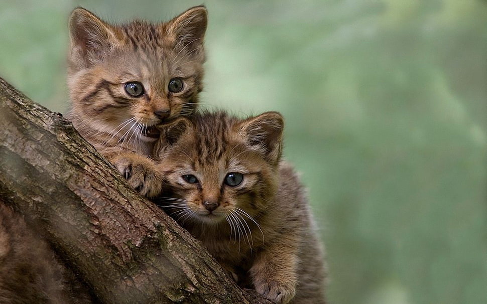 two brown tabby kittens on tree trunk HD wallpaper