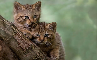 two brown tabby kittens on tree trunk