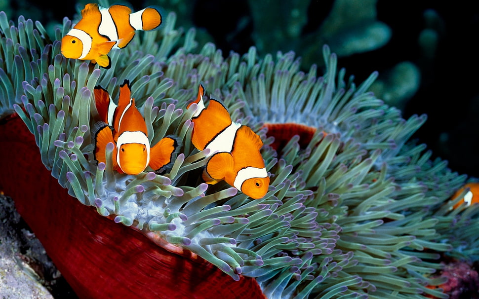 three clownfish, animals, fish, sea, clownfish HD wallpaper