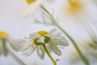 closeup photography of white petaled flowers at daytime