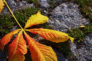 photography of yellow leaf HD wallpaper