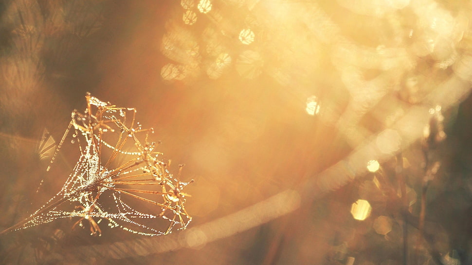 close up photo of spider web HD wallpaper