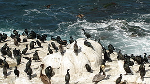 flock of Cormorants on shore HD wallpaper