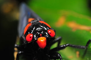 macro photo of an orange and black cicada