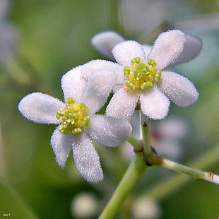 closeup photo of white petaled flowers, lancewood HD wallpaper