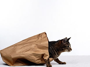 brown Tabby cat in paper bag