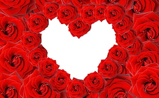 red rose heart illustration