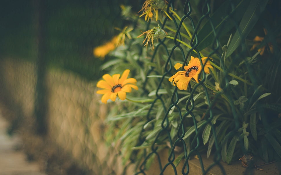 yellow and red petaled flower, flowers, fence, wall, blurred HD wallpaper