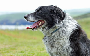 medium short-coat black and white herding dog