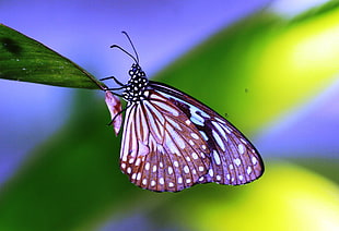 close up photography of pink butterfly, thailand, tirumala HD wallpaper