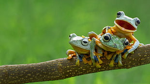 three green-and-yellow tree frogs, frog, amphibian, animals HD wallpaper