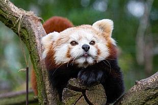 red panda, Red panda, Small panda, Muzzle