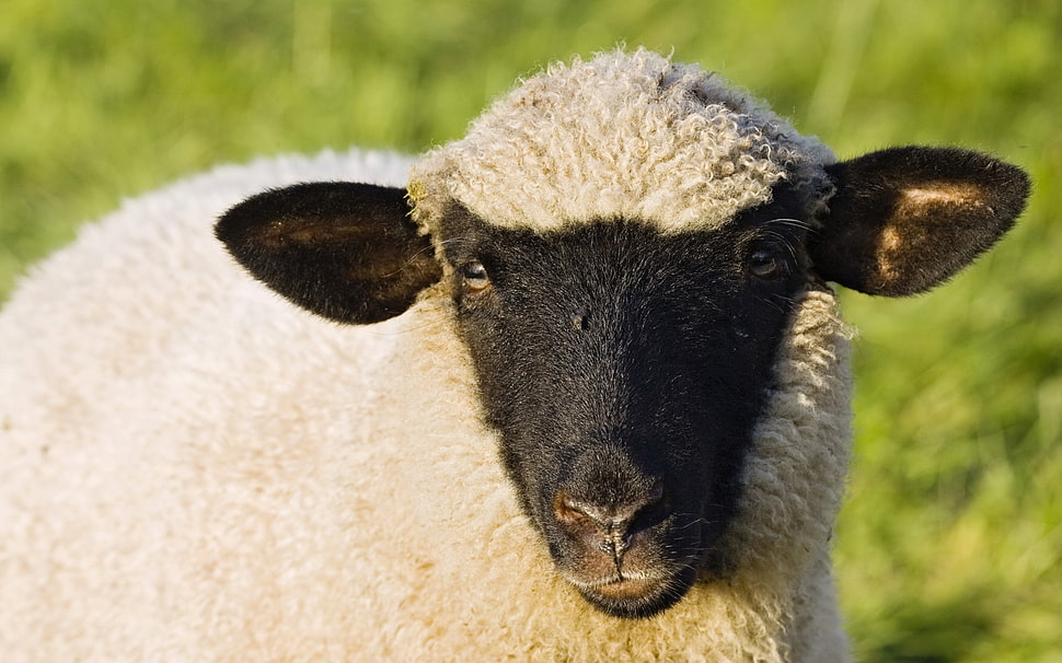 black and white sheep HD wallpaper