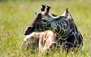 giraffe sitting on grass