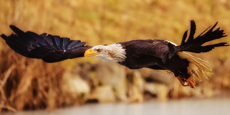 selective focus photo of bald eagle HD wallpaper