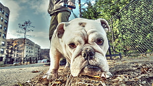 white American bulldog, dog, bulldog HD wallpaper