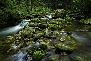 green forest with flowing water river HD wallpaper