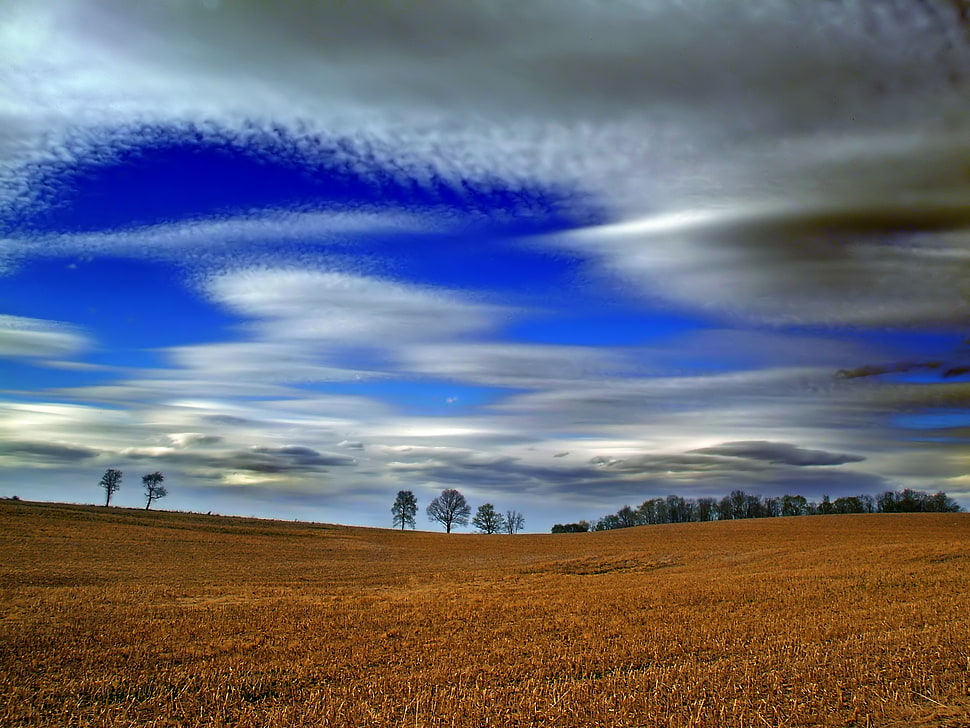 brown grass field with tress HD wallpaper