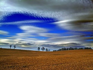 brown grass field with tress