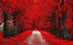 red cherry blossom
