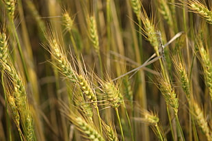 closeup photo of green grasses, barley