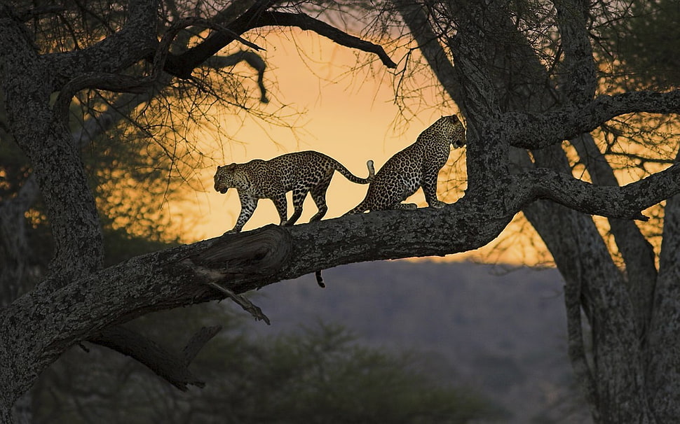 two leopards on top tree branch, nature, landscape, animals, jaguars HD wallpaper