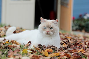 white cat lying of dried leaves
