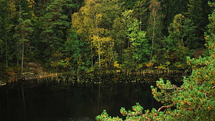 green leafed plants, pond, nature, trees, landscape HD wallpaper