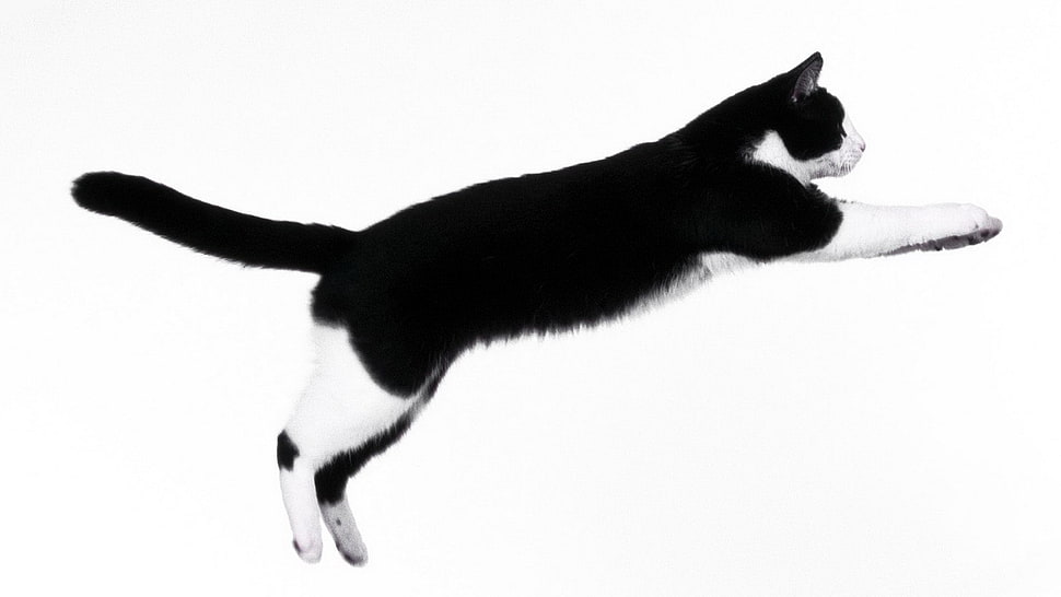 white and black cat screenshot HD wallpaper