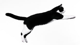 white and black cat screenshot