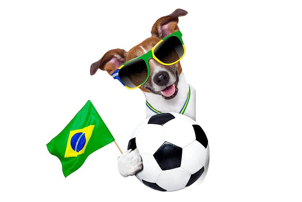 short coated brown and white dog wearing green sunglasses HD wallpaper