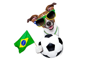 short coated brown and white dog wearing green sunglasses